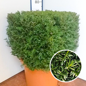 Taxus baccata Blokvorm 