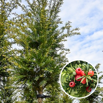 Taxus Baccata Hoogstam