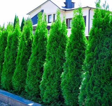 Thuja Smaragd