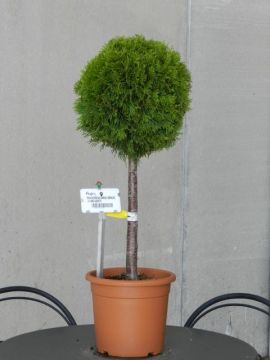 Levensboom