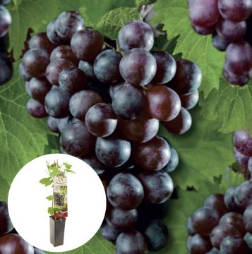 Pitloze blauwe druif Heike 50-60 cm