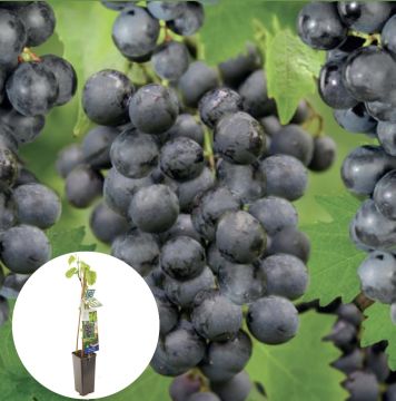 Grote blauwe druif Muscat Blue 50-60 cm