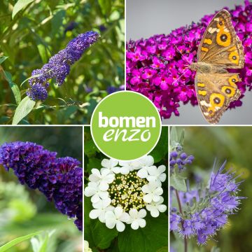 Vlinder planten mix