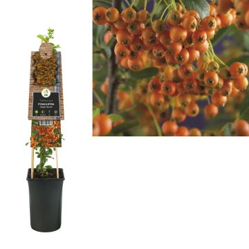 Vuurdoorn ‘Orange Charmer’