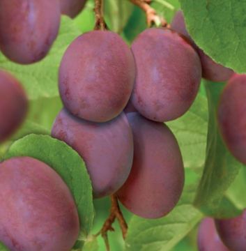 Pruim Opal Patiofruit