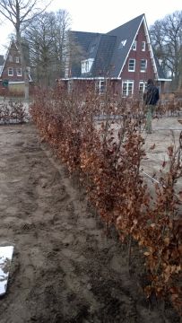 Aanplantservice beukenhaag