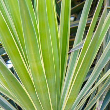 Yucca filamentosa Bright Edge