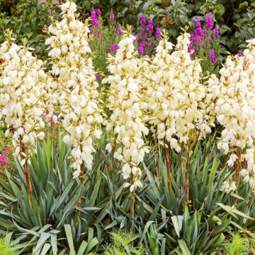 Yucca filamentosa 