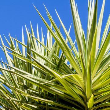 Yucca filamentosa Ivory Towers