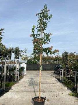 Zevenzonenboom 
