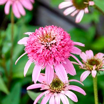 Echinacea 'Pink Double Delight'