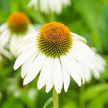 Echinacea White Swan