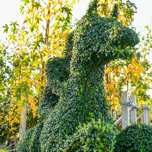 Bomen voor de paarden