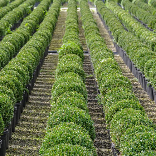 Buxus