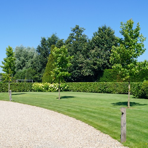 Bomen voor de grote tuin