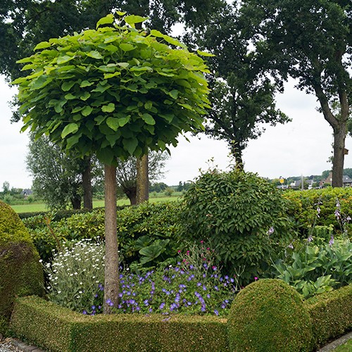 Bomen voor in de tuin