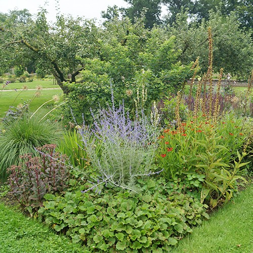 Bomen voor kleine tuinen