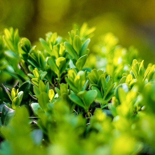 Buxus vervanger