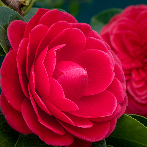 Camelia