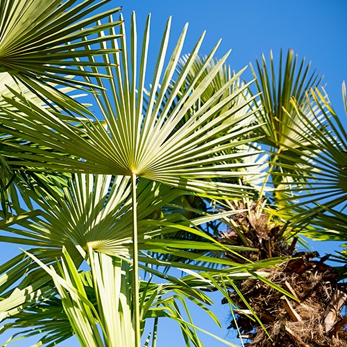 Chinese Waaierpalm