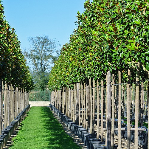 Groenblijvende bomen