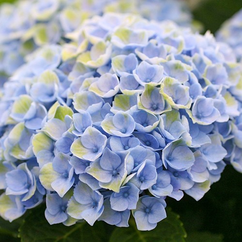 Hortensia 