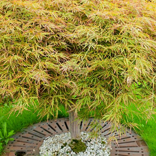 Japanse Esdoorn