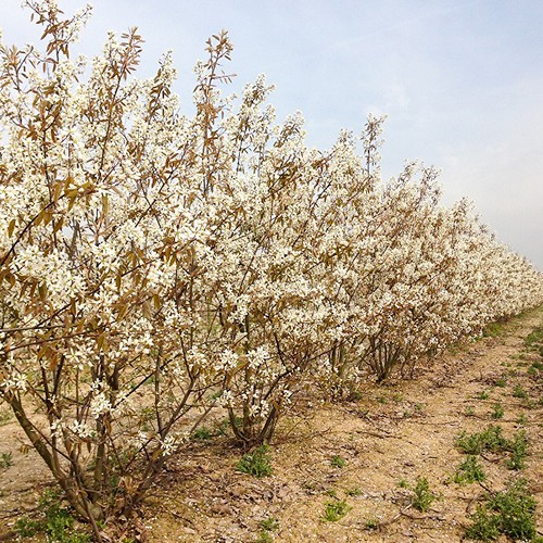 Krentenboom