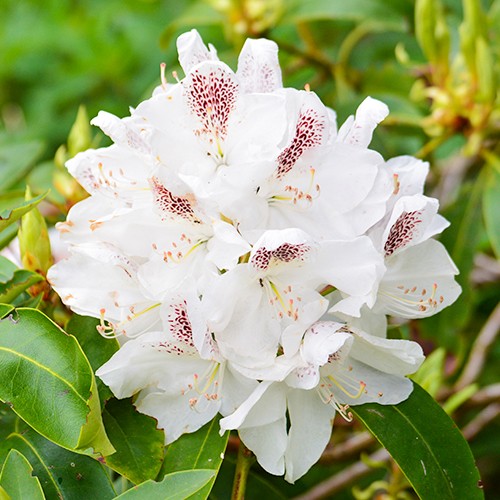 Rhododendron