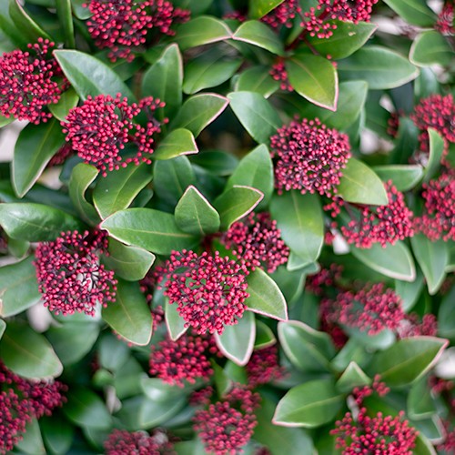 Skimmia