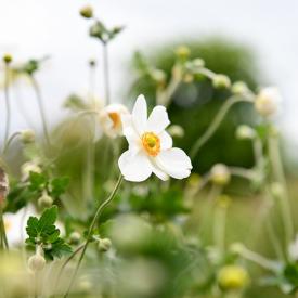 Tuinplanten