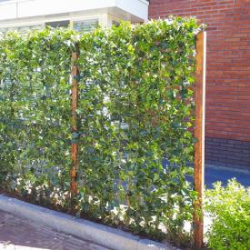 Hedera schutting