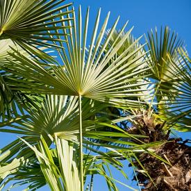 Mediterrane Bomen