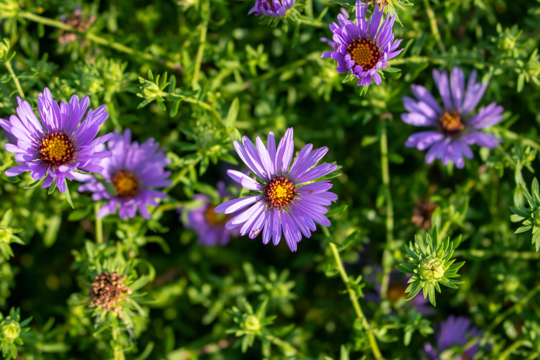 Vaste plant in de zon - Aster