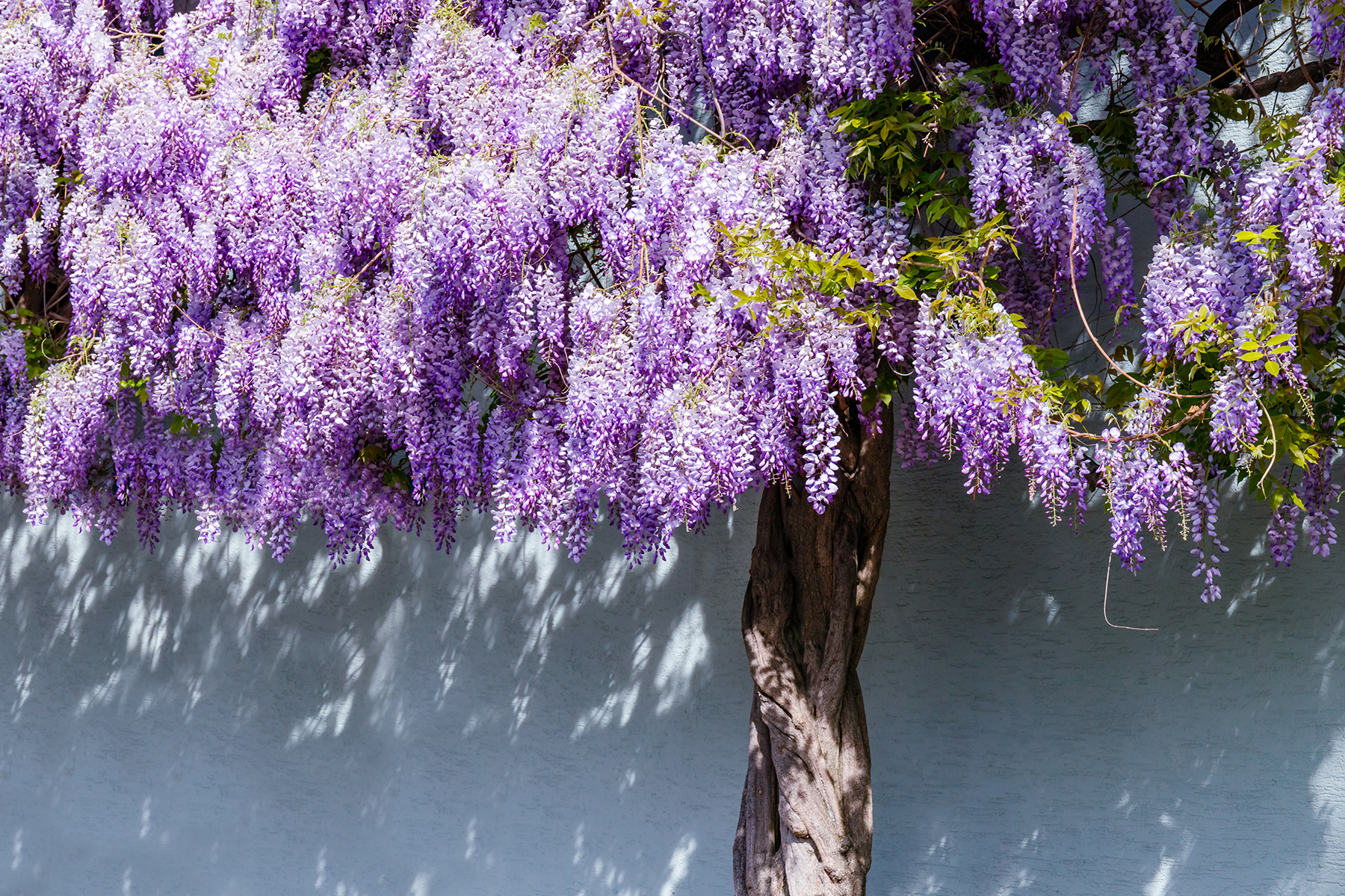 Blauwe Regen snoeien -  Wisteria