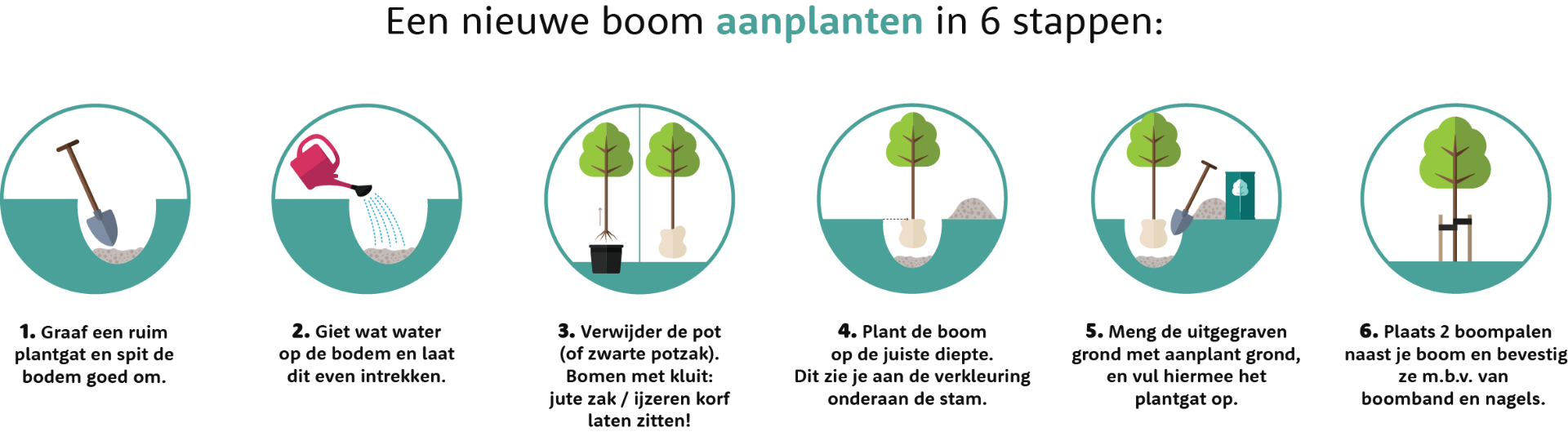 magnolia soulangeana planten