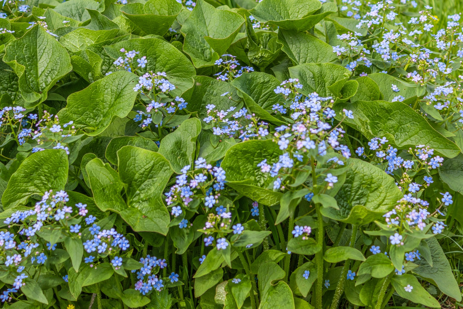 Vaste schaduwplanten - Brunnera macrophylla