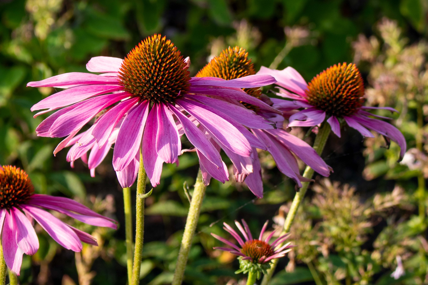 Vaste plant in de zon - Echinacea Zonnehoed