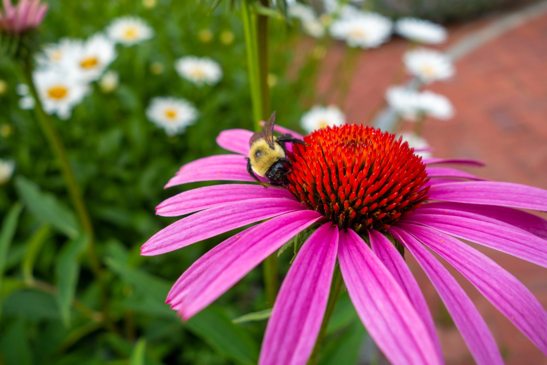 Droogtebestendige vaste planten in de tuin - Zonnehoed roze bloemen