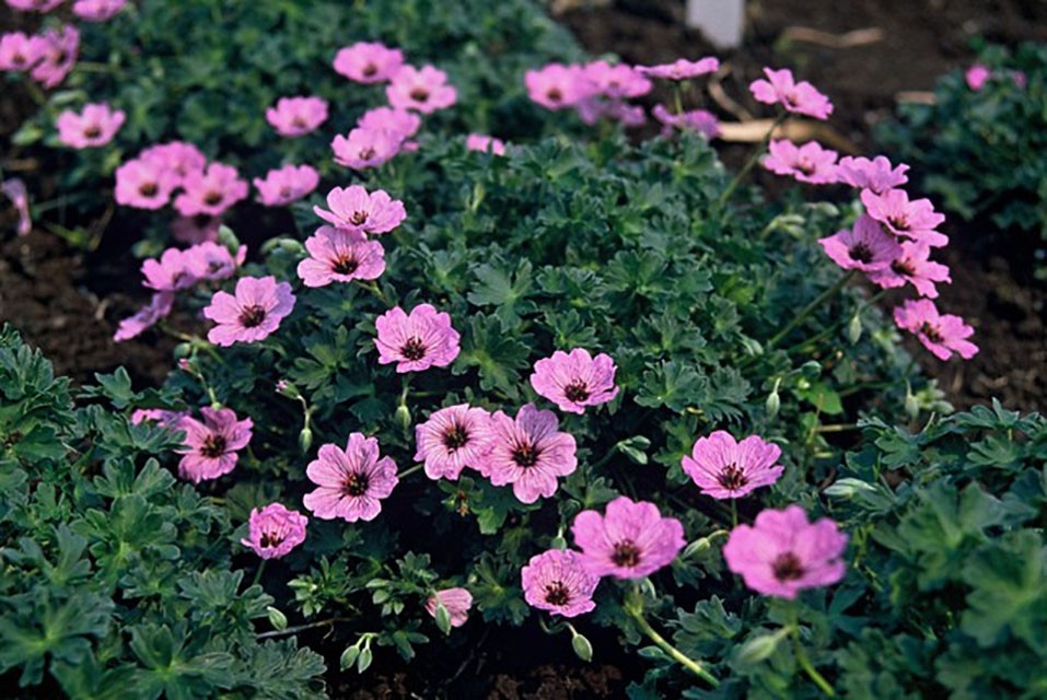 Vaste plant in de zon - Geranium Ooievaarsbek