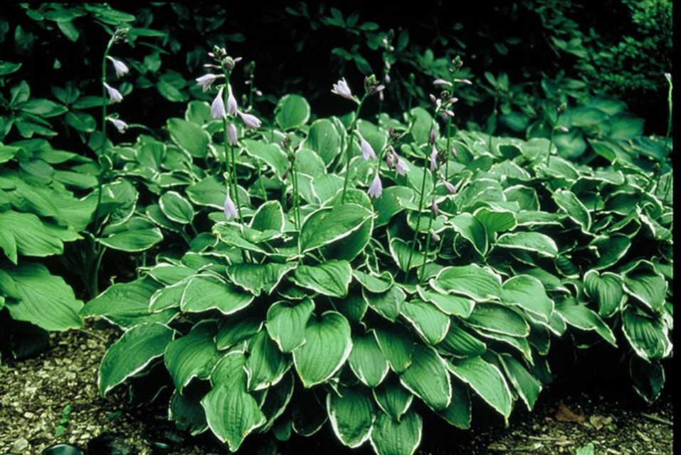 Vaste schaduwplanten - Hosta