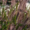 Vaste plant in de zon - siergrassen Pennisetum Lampenpoetsersgras