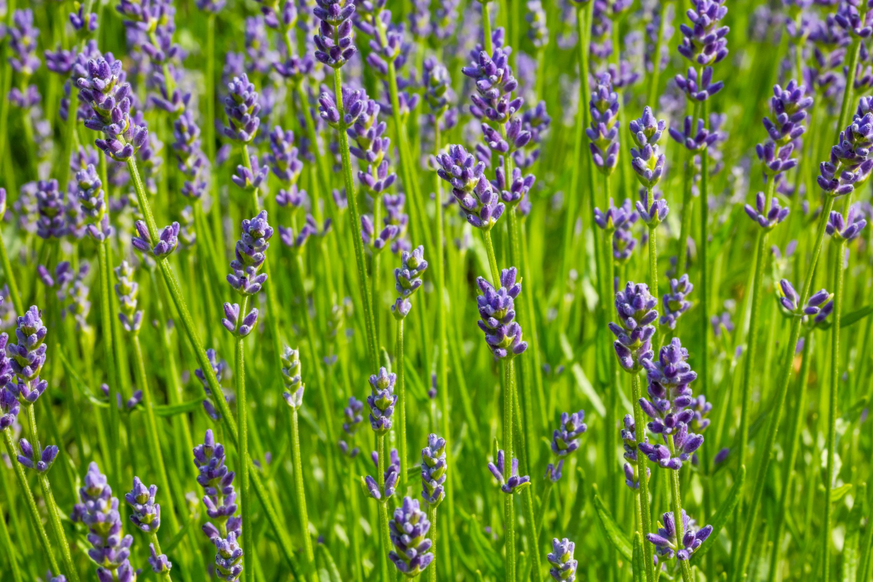 Vaste plant in de zon - Lavandula angustifolia Lavendel