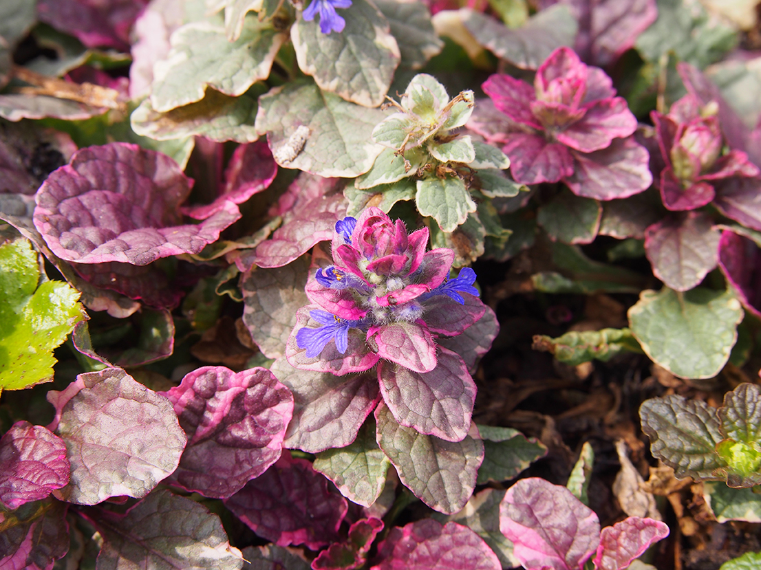 Kruipend zenegroen Ajuga reptans 'Burgundy Glow'