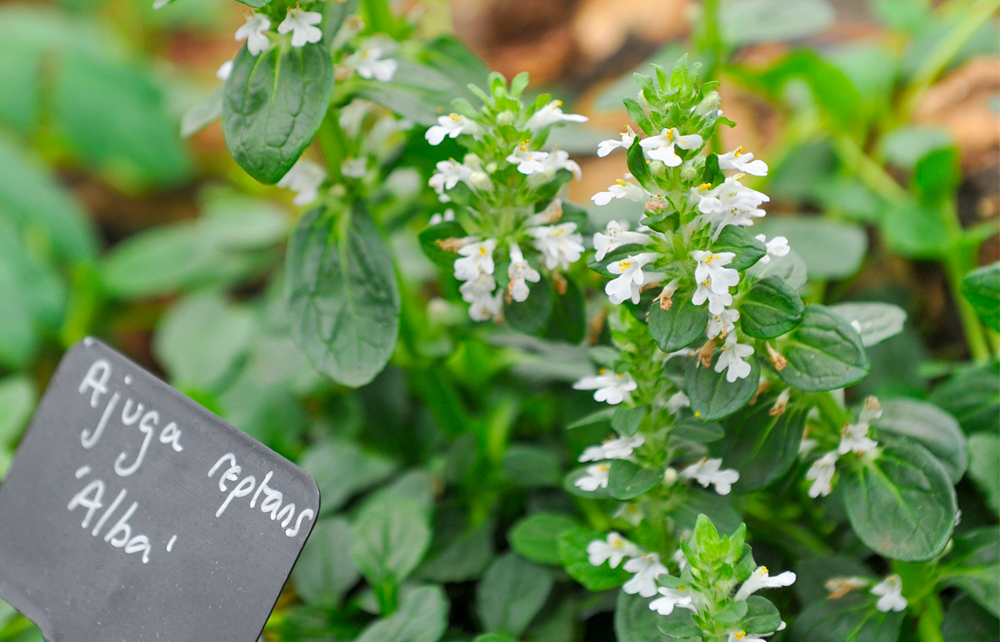 Vaste schaduwplanten - Ajuga reptans Kruipend zenegroen