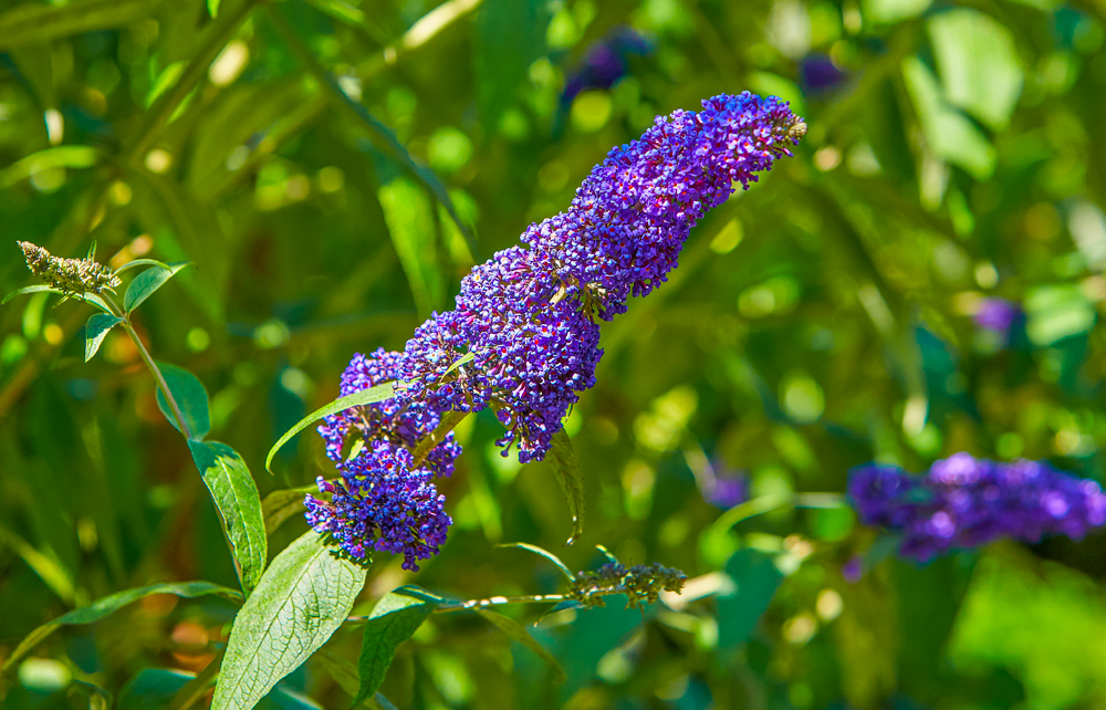 Vaste plant in de zon - Buddleja Vlinderstruik