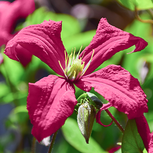 Clematis 'Landsdowne Gem' in bloei close up