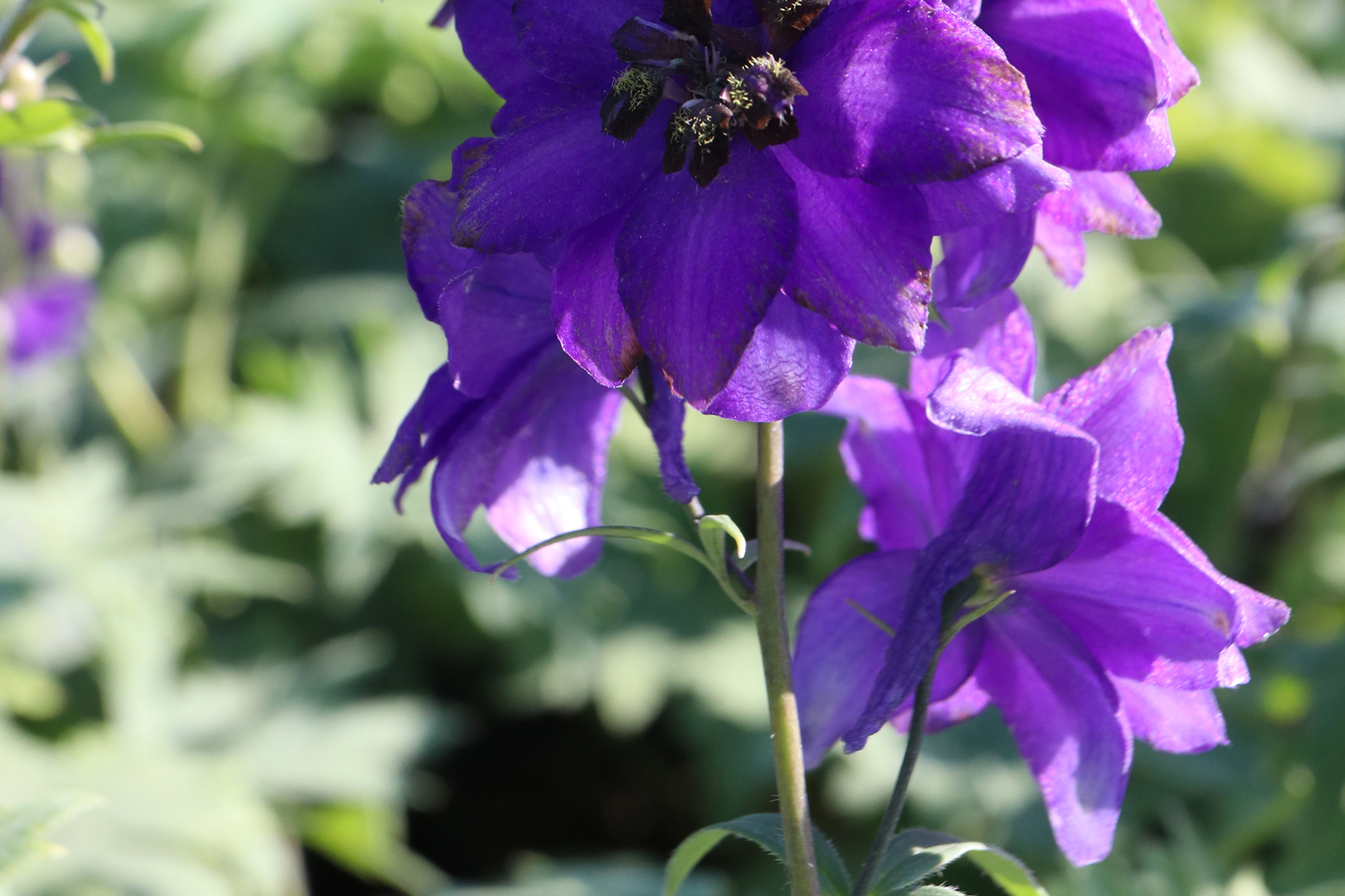 Vaste plant in de zon - Delphinium Ridderspoor