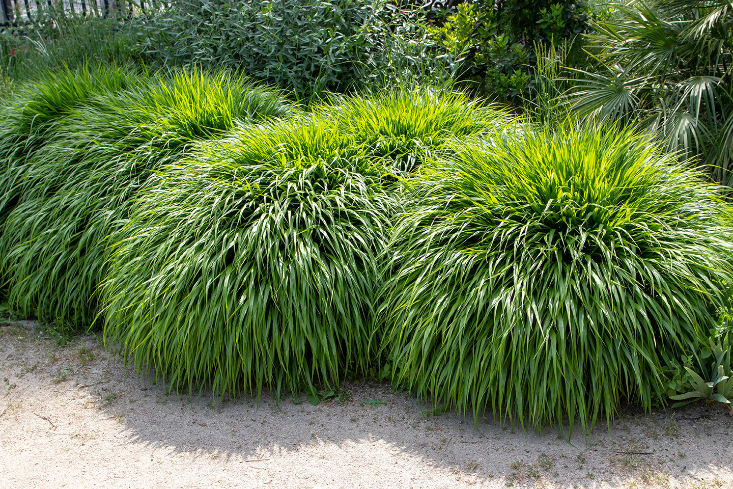 Hakonegras Hakonechloa macra