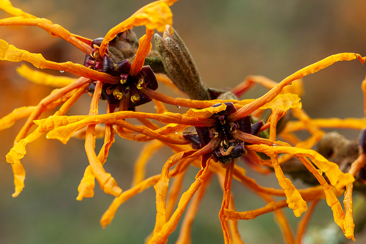 Hamamelis Toverhazelaar 'Aphrodite' bloemen close up